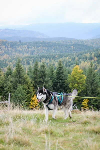 Husky dog.Autumn pegunungan. Keindahan daun kuning. Mobil — Stok Foto