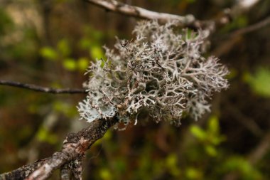 Ukrayna Karpat Dağları. Doğa fotoğrafçılığı. Makro bitkiler. Ukraynalı Flora. Yağmurdan sonra orman. Yosun
