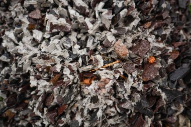 Ukrayna Karpat Dağları. Doğa fotoğrafçılığı. Taşın dokusu.