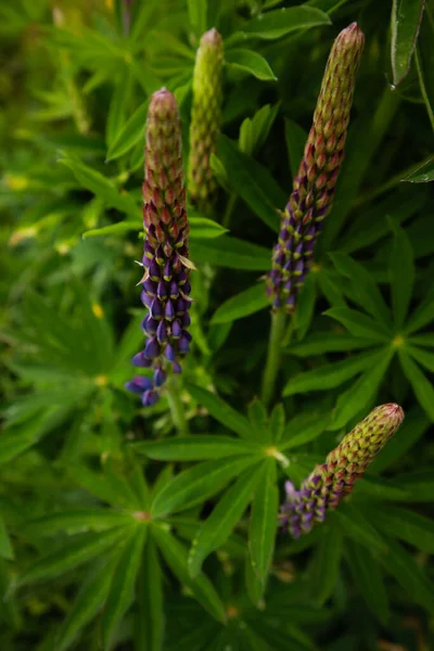 Ukrayna Karpat Dağları. Doğa fotoğrafçılığı. 