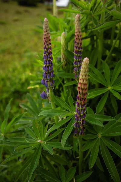 Ukrayna Karpat Dağları. Doğa fotoğrafçılığı. 