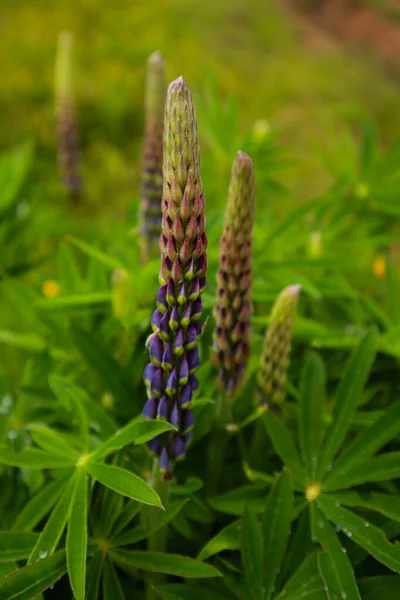 Ukrayna Karpat Dağları. Doğa fotoğrafçılığı. 