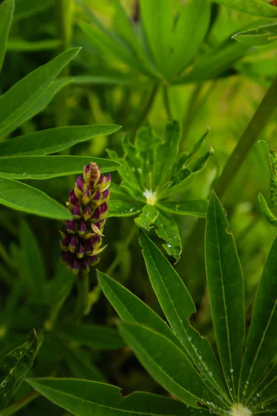 Ukrayna Karpat Dağları. Doğa fotoğrafçılığı. 