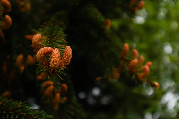 Monti Carpazi Ucraini Natura Fotografia — Foto Stock