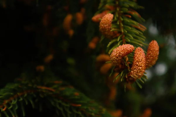 Ukrainische Karpaten Naturfotografie — Stockfoto