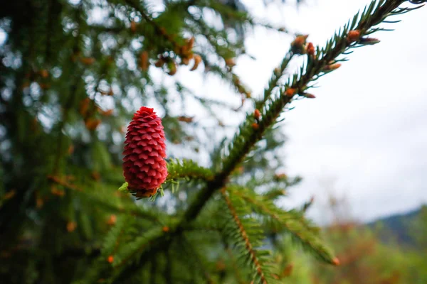 Ukrainische Karpaten Naturfotografie Makro Roter Kegel Mit Regentropfen — Stockfoto