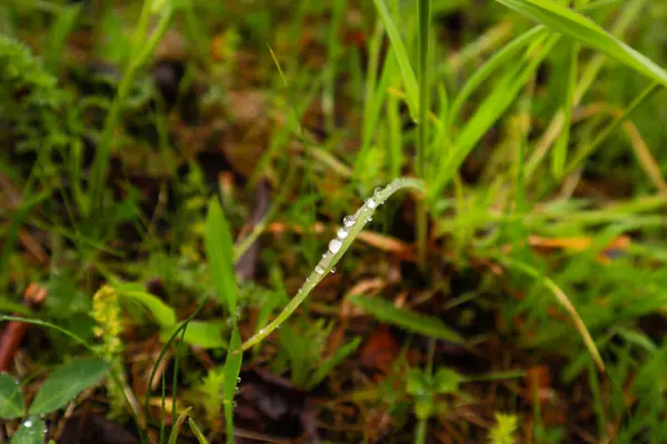 Monti Carpazi Ucraini Fotografia Naturalistica Macro Piante Flora Dell Ucraina — Foto Stock