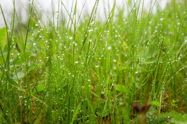 Montañas Cárpatas Ucranianas Fotografía Naturaleza Plantas Macro Flora Ucrania Bosque — Foto de Stock