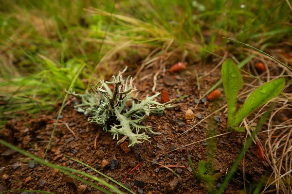 Ukrán Kárpátok Természetfotózás Makró Növények Ukrajnai Flora Erdőben Eső Után — Stock Fotó