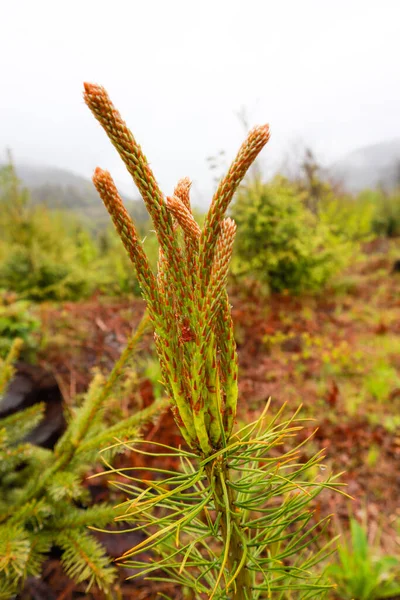 Ukrayna Karpat Dağları Doğa Fotoğrafçılığı Makro Bitkiler Ukraynalı Flora Yağmurdan — Stok fotoğraf