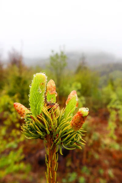 Ukrayna Karpat Dağları Doğa Fotoğrafçılığı Makro Bitkiler Ukraynalı Flora Yağmurdan — Stok fotoğraf