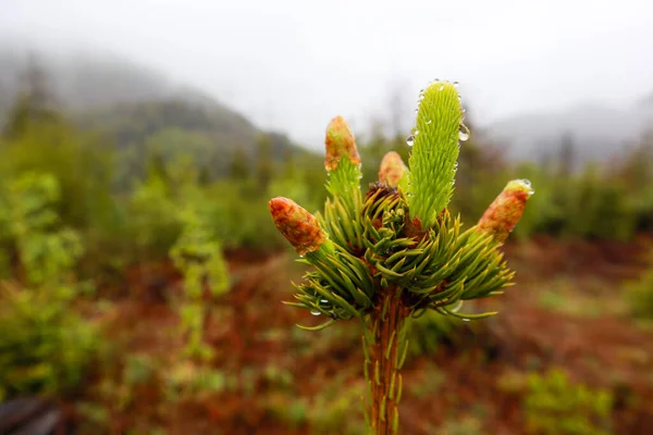 Ukrayna Karpat Dağları Doğa Fotoğrafçılığı Makro Bitkiler Ukraynalı Flora Yağmurdan — Stok fotoğraf