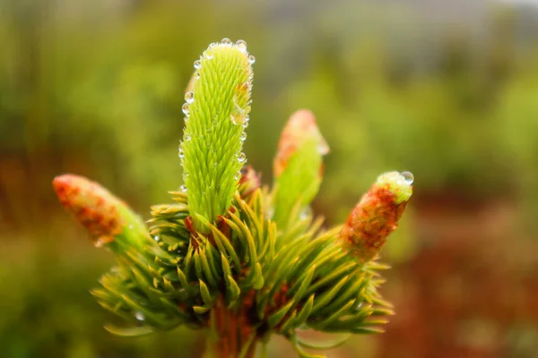 Ukrayna Karpat Dağları Doğa Fotoğrafçılığı Makro Bitkiler Ukraynalı Flora Yağmurdan — Stok fotoğraf