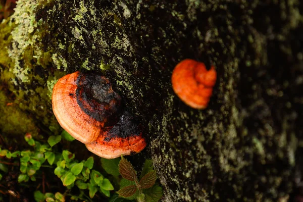 Ukraińskie Karpaty Fotografia Natury Makrorośliny Flora Ukrainy Las Deszczu — Zdjęcie stockowe