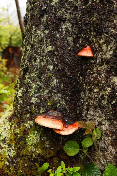 Ukrainian Carpathian Mountains Nature Photography Macro Plants Flora Ukraine Forest — Stock Photo, Image