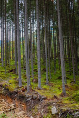 Sonbaharda Karpatların Ukrayna dağları