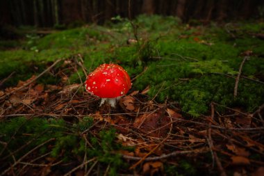 Ukrayna Karpat Dağları. Ormandaki mantarlar. Bir mantarın makro fotoğrafçılığı.