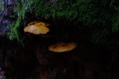 Ukrayna Karpat Dağları. Ormandaki mantarlar. Bitkilerin makro çekimi.