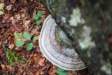 Ukrayna Karpat Dağları. Ormandaki mantarlar. Bitkilerin makro çekimi.