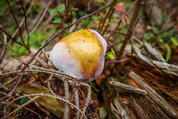 乌克兰喀尔巴阡山脉 森林里的蘑菇 植物的宏观拍摄 — 图库照片