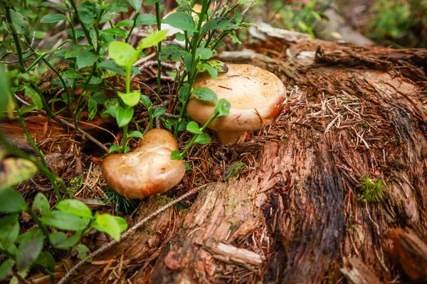 Montañas Cárpatas Ucranianas Setas Bosque Disparo Macro Plantas —  Fotos de Stock