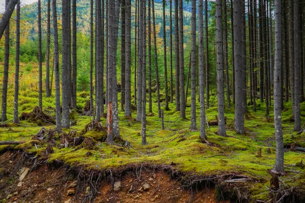 Sonbaharda Karpatların Ukrayna Dağları — Stok fotoğraf