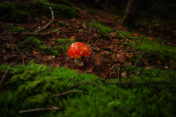 Montañas Cárpatas Ucranianas Setas Bosque Macro Fotografía Taburete —  Fotos de Stock