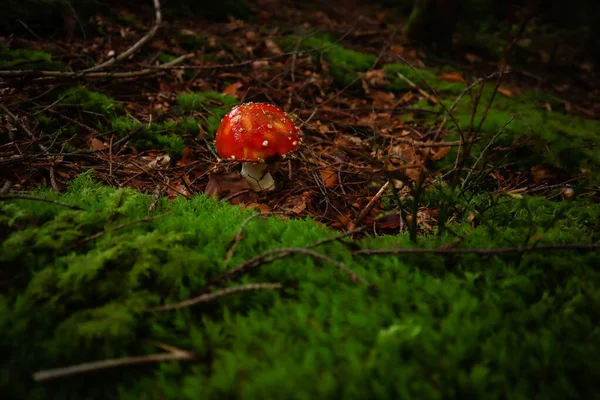 Ukrayna Karpat Dağları. Ormandaki mantarlar. Bir mantarın makro fotoğrafçılığı.