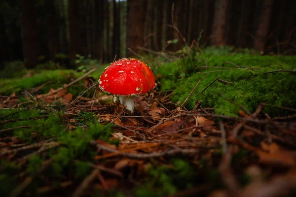 Ukrayna Karpat Dağları. Ormandaki mantarlar. Bir mantarın makro fotoğrafçılığı.