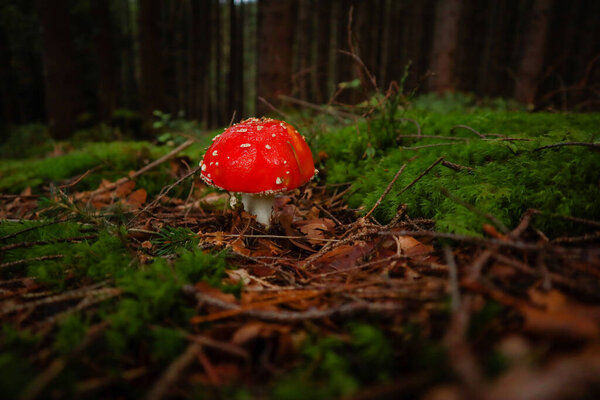 Ukrainian Carpathian Mountains. Mushrooms in the forest. Macro photography of a toadstool.