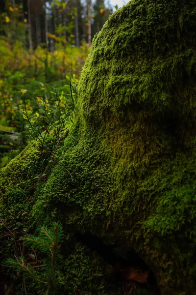 青苔长在一棵被砍倒的树上 绿墙的错觉 乌克兰喀尔巴阡山脉 — 图库照片