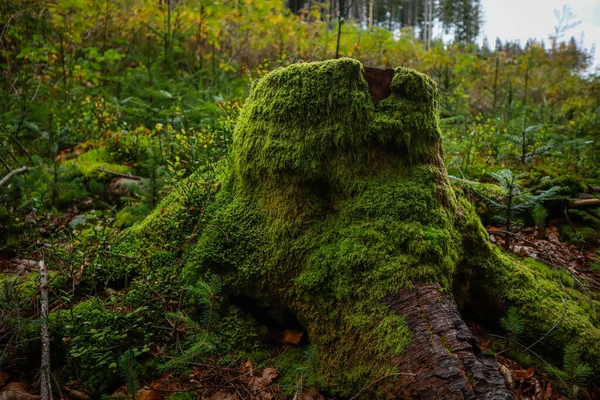 Musgo Verde Cresce Uma Árvore Redução Ilusão Uma Parede Verde — Fotografia de Stock