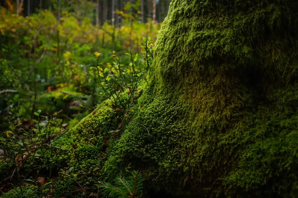 Зеленый Мох Растет Вырубленном Дереве Иллюзия Зеленой Стены Украинские Карпаты — стоковое фото