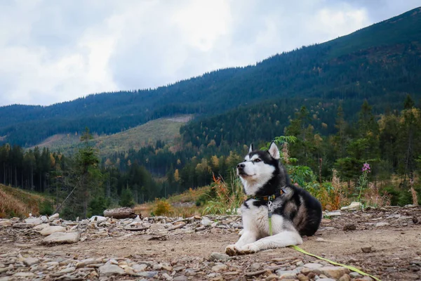 这只狗在山里旅行 西伯利亚哈士奇乌克兰喀尔巴阡山脉 — 图库照片