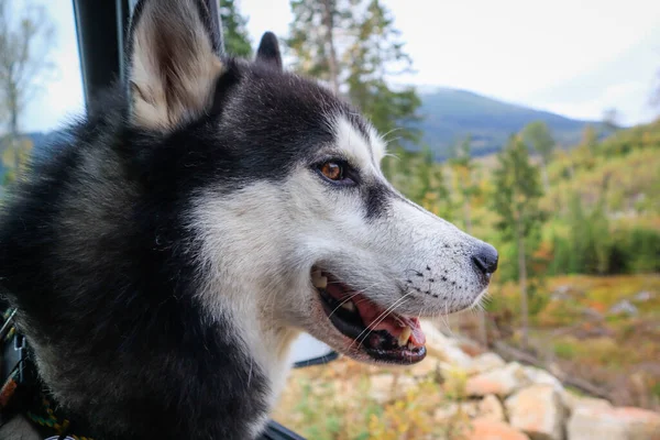 Perro Viaja Por Las Montañas Husky Siberiano Montañas Los Cárpatos —  Fotos de Stock