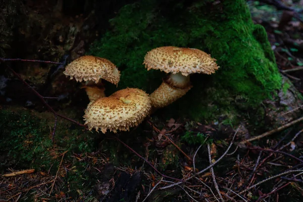 Ukrainian Carpathian Mountains Mushrooms Forest Macro Shooting Plants — Stock Photo, Image