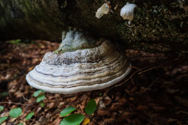 乌克兰喀尔巴阡山脉 森林里的蘑菇 植物的宏观拍摄 — 图库照片