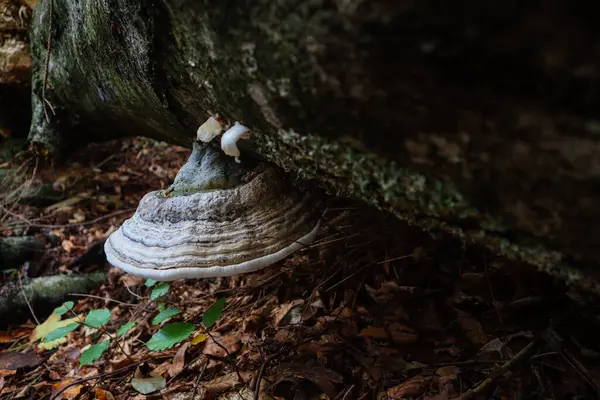 乌克兰喀尔巴阡山脉 森林里的蘑菇 植物的宏观拍摄 — 图库照片