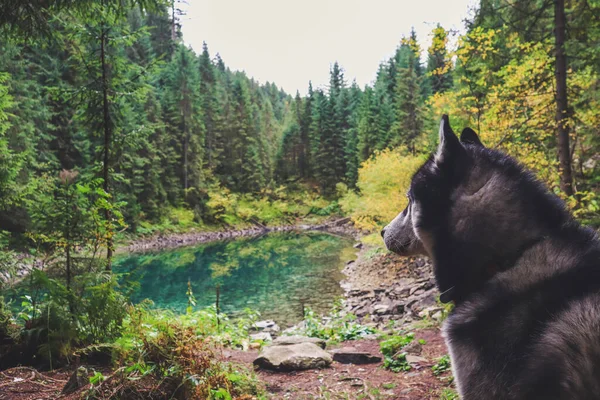 Rosohan lakes  in Ukrainian Carpathian Mountains. Natural turquoise lake in the mountains. Clear water.Husky dog travel.