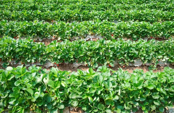 新鲜草莓农场背景 — 图库照片