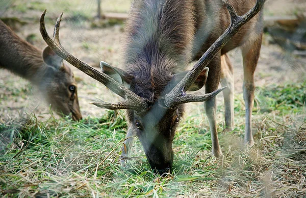 Male Sambar Deer Fence Looking Camera — Stock Photo, Image