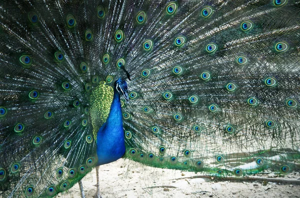 Close Pavão Mostrando Belas Penas — Fotografia de Stock