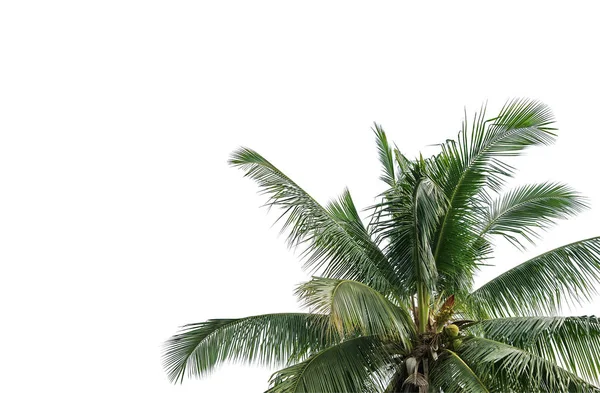 Leaves of coconut tree isolated on white background