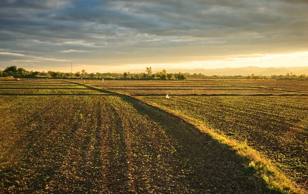 Plant Fields Sunset Sky Thailand — Stock Photo, Image