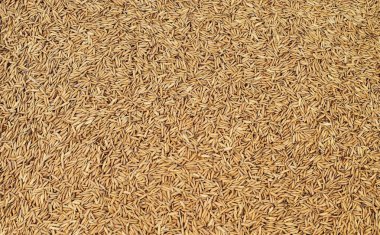 Çeltik pirinç arka plan yığını: yakın