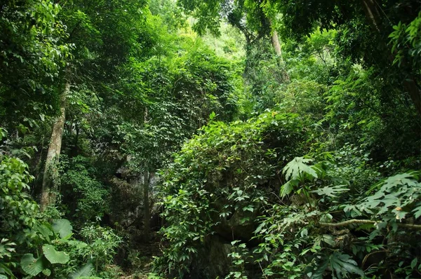 Diep Tropische Oerwouden Achtergrond Nam Nao Nationaal Park Thailand — Stockfoto