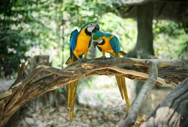 Para Niebieskie Żółte Złoto Ara Papuga Drewno — Zdjęcie stockowe