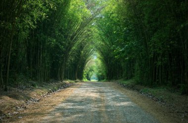 Tünel bambu ağacı ve geçit: Tayland