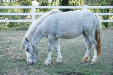 Beyaz cüce at çiftlik çim yeme