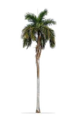 Royal palm beyaz arka plan üzerinde izole yaprak döken